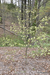 Cornus florida 'Appalachian Spring' — photo 5